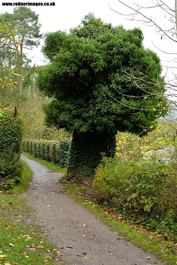 An 'Ivy Tree'