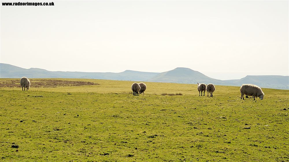 Brechfa Common