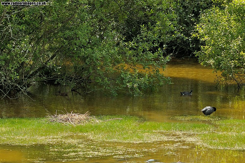 Brechfa Common