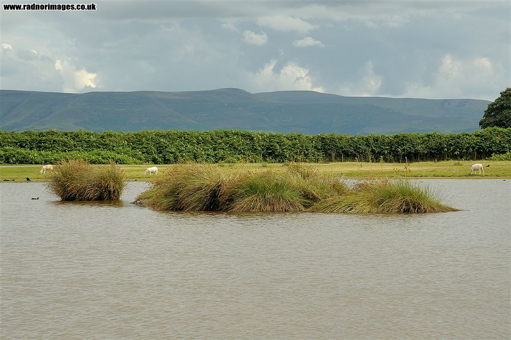 Brechfa Common