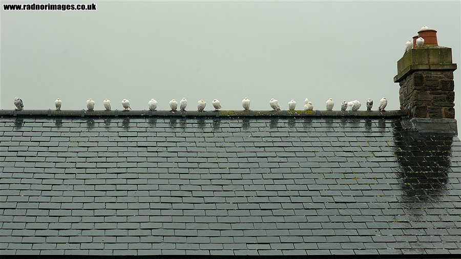 Doves in the rain