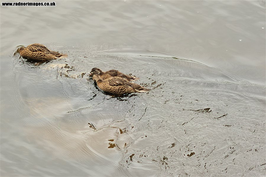 Ducks feeding in river Wye