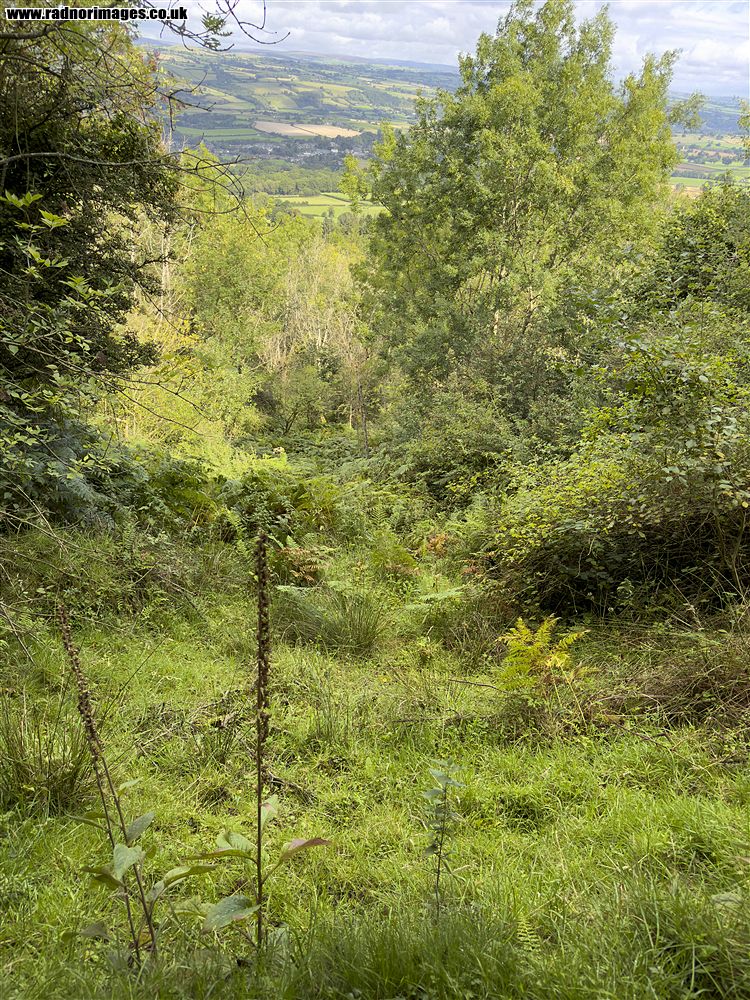 Henallt Common