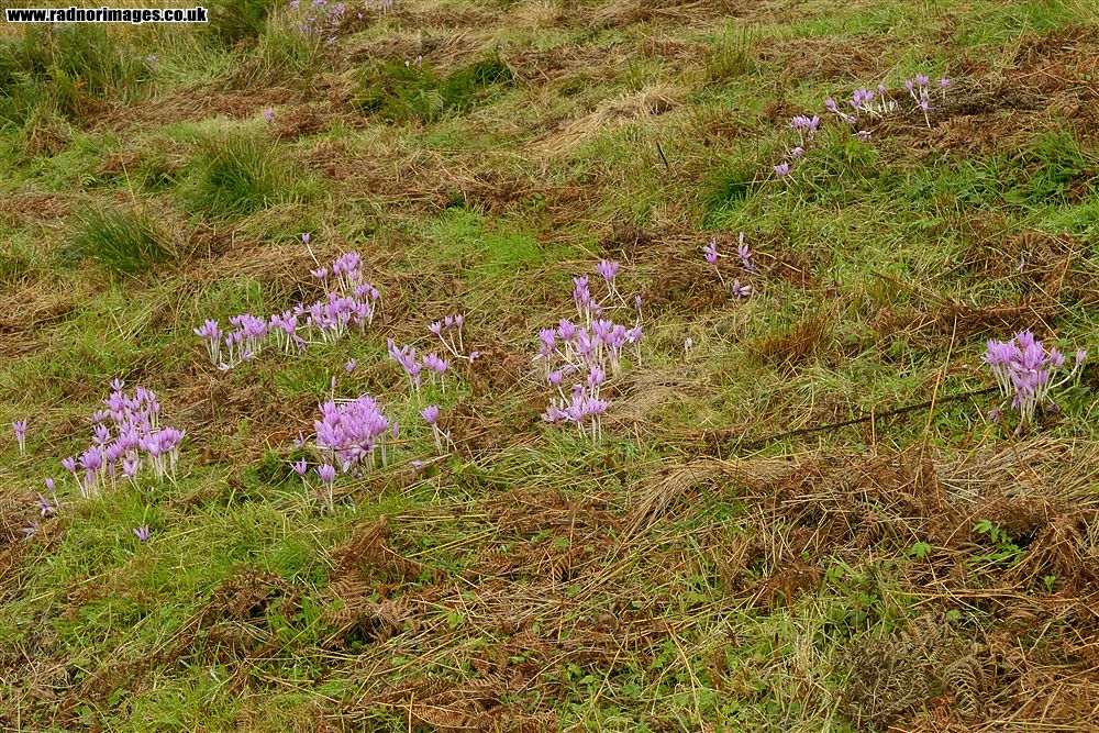 Henallt Common