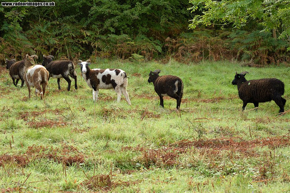 Henallt Common