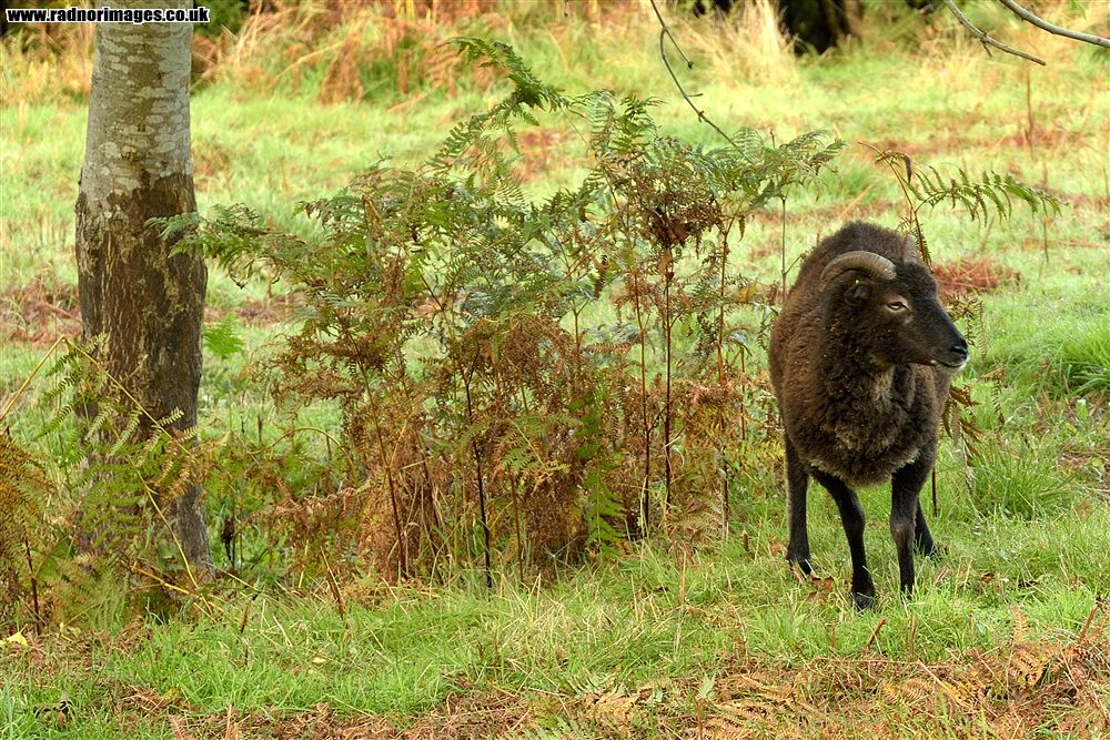 Henallt Common