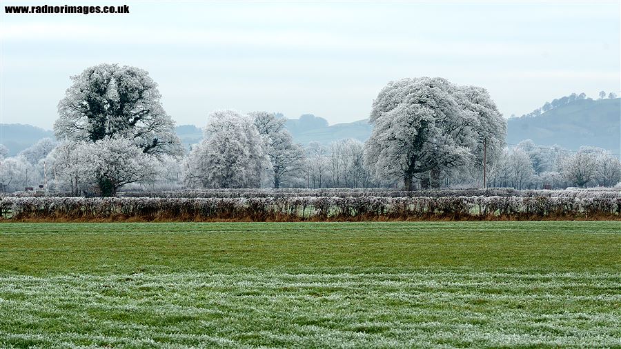 Hoar Frost in the Severn Valley