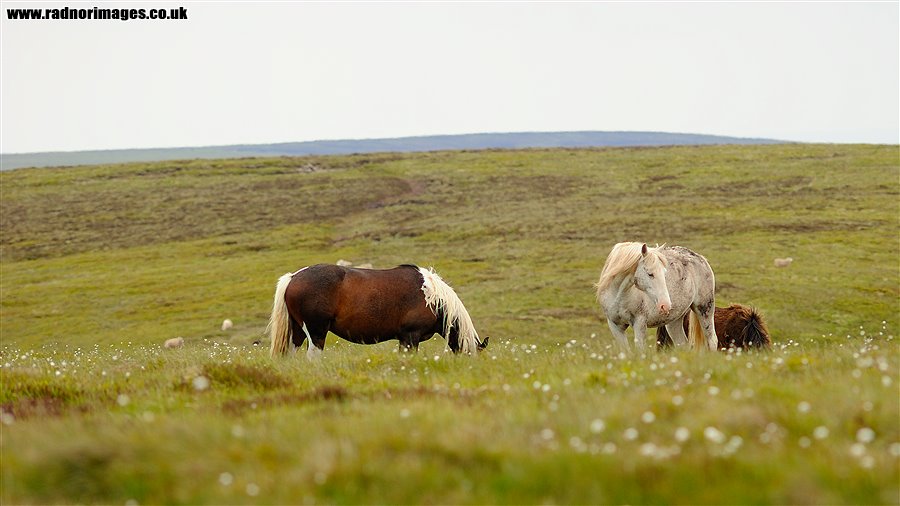 Horses near Twmpa