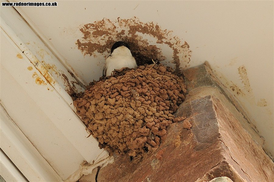 House Martins' nest