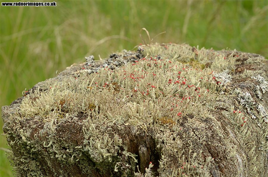 Lichens on fence post