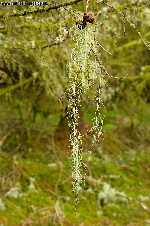 Lichens on Larch Trees