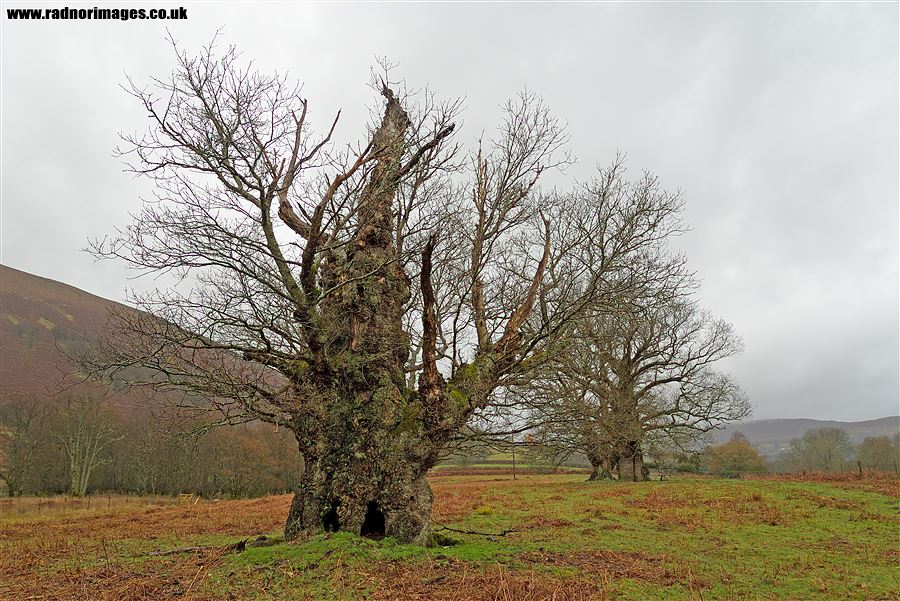Old Oak Trees