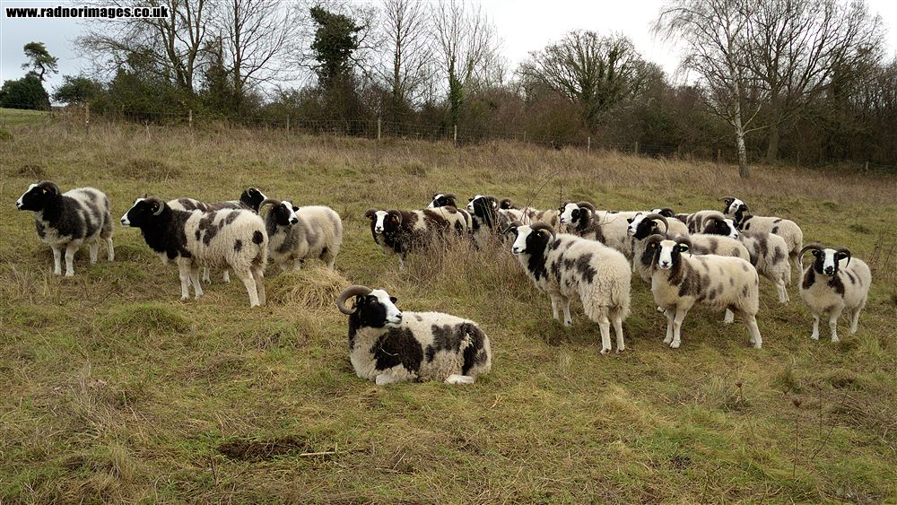 Riddlesdown