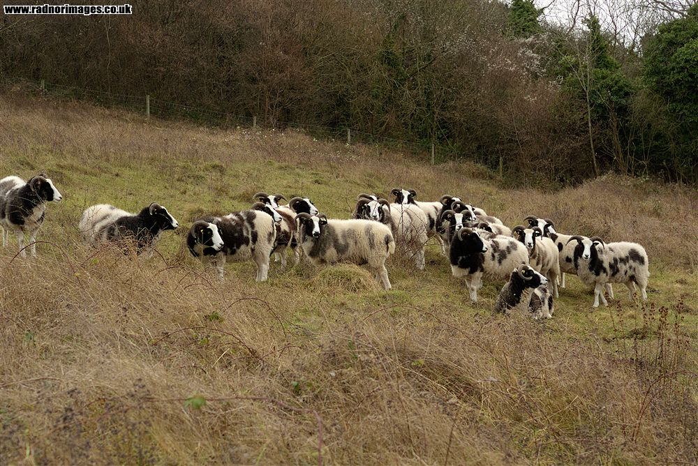 Riddlesdown
