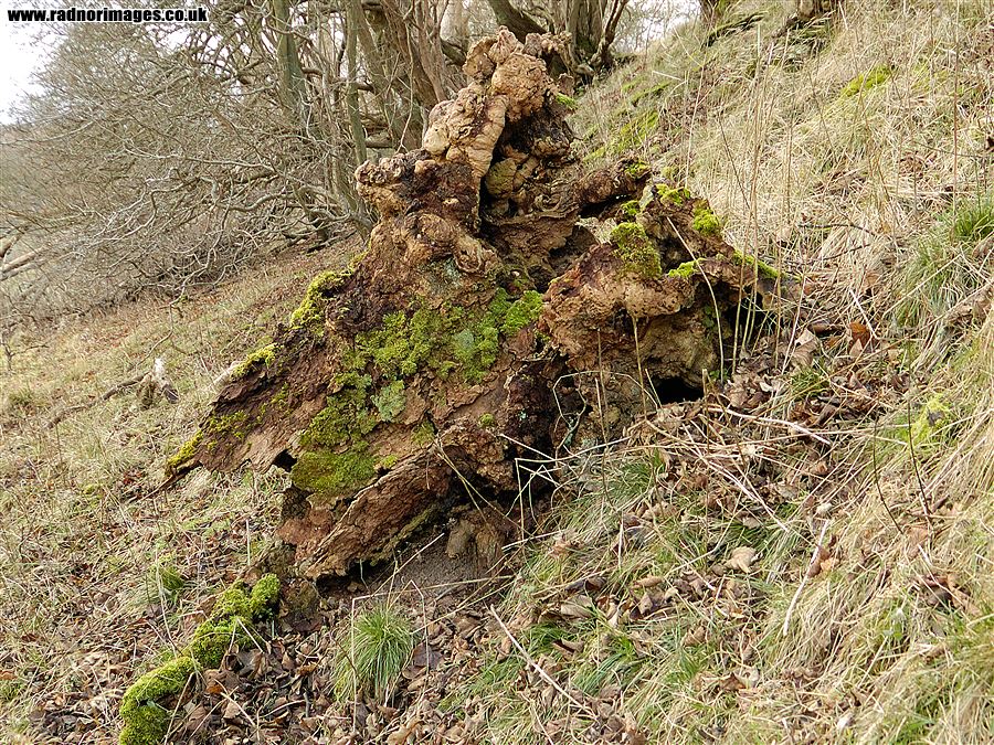Rotting stump