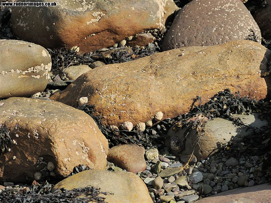 Seashore rocks with limpets