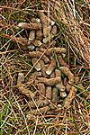 Red Grouse Poo