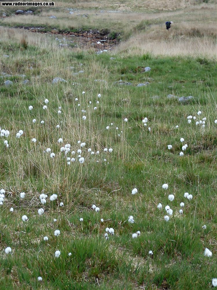 Afon Gwys