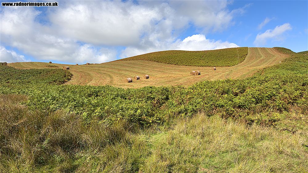 Banc y Celyn Common