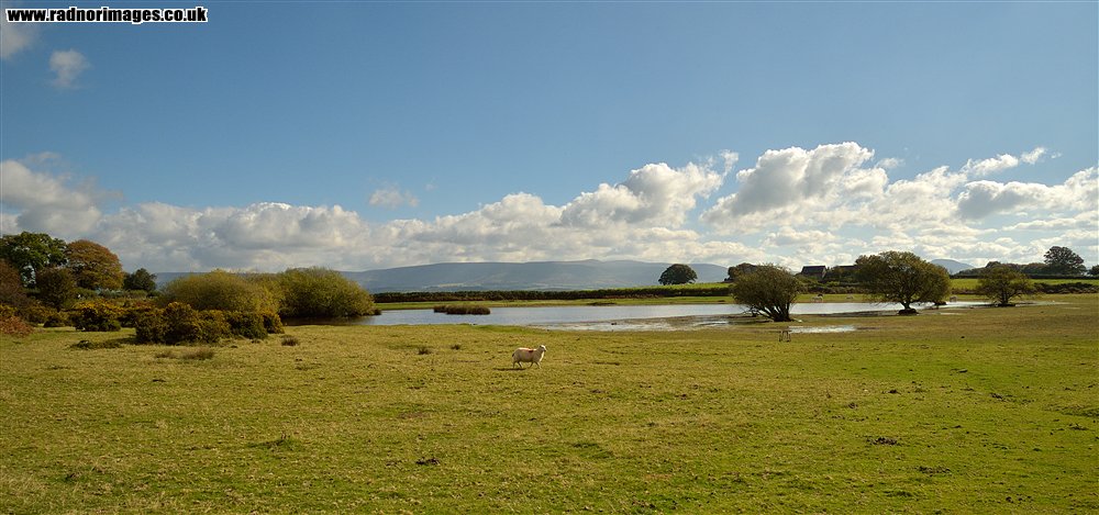 Brechfa Common