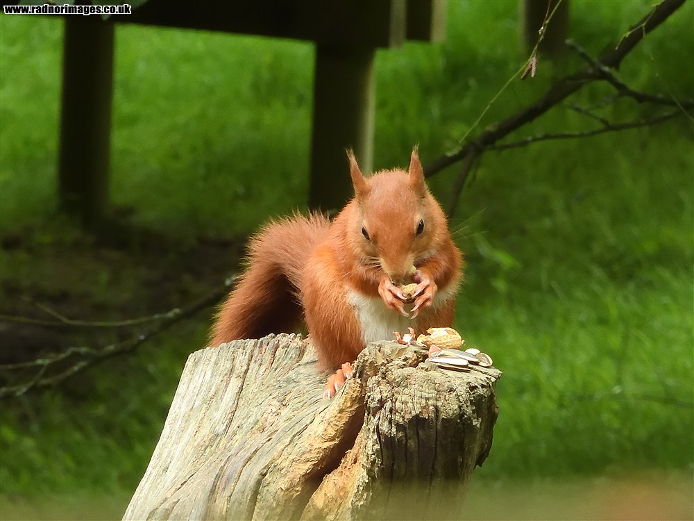 British Wildlife Centre