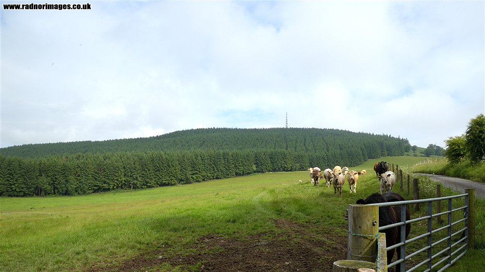 Brychieniog Forest