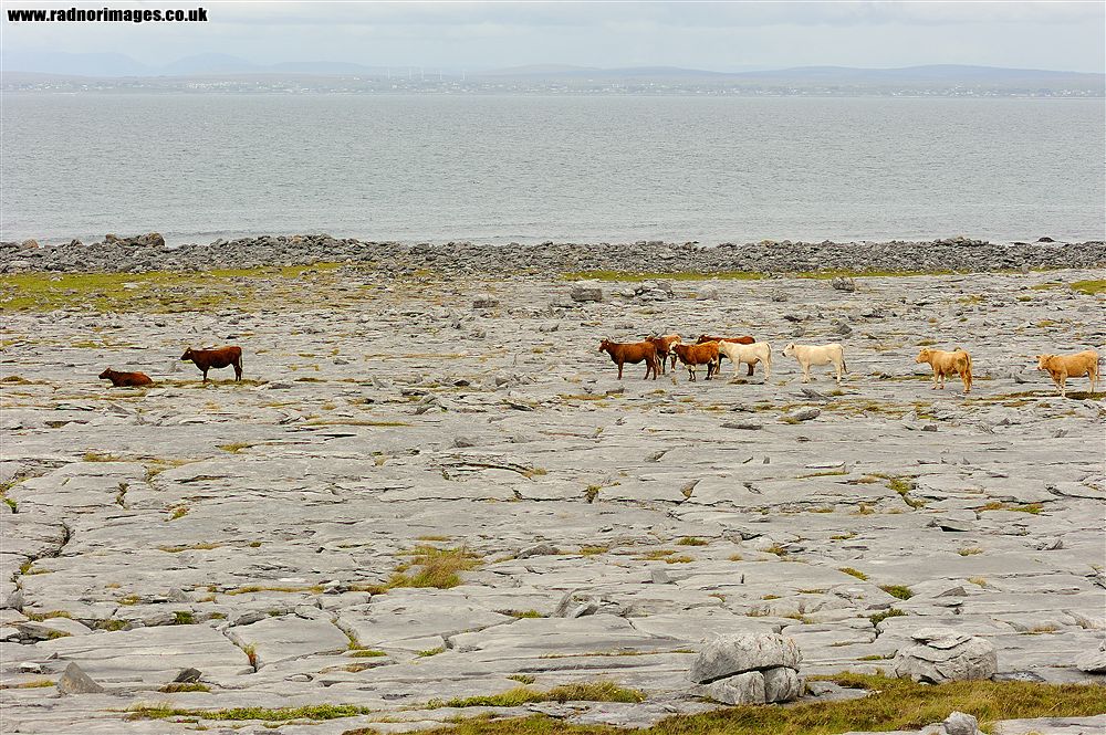 Burren
