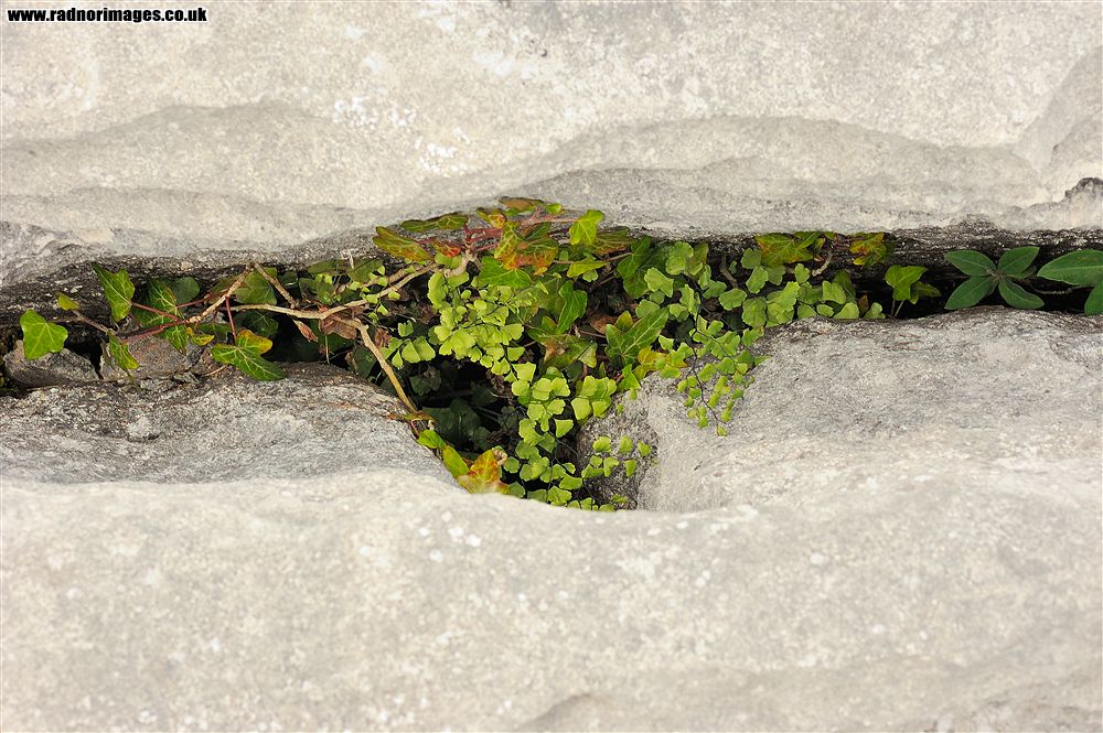 Burren