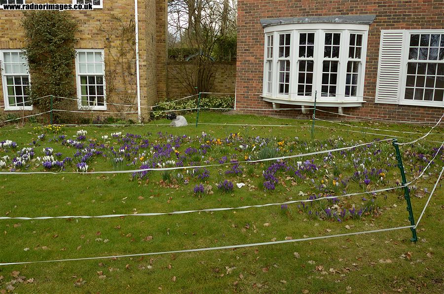 Crocuses with electric fence