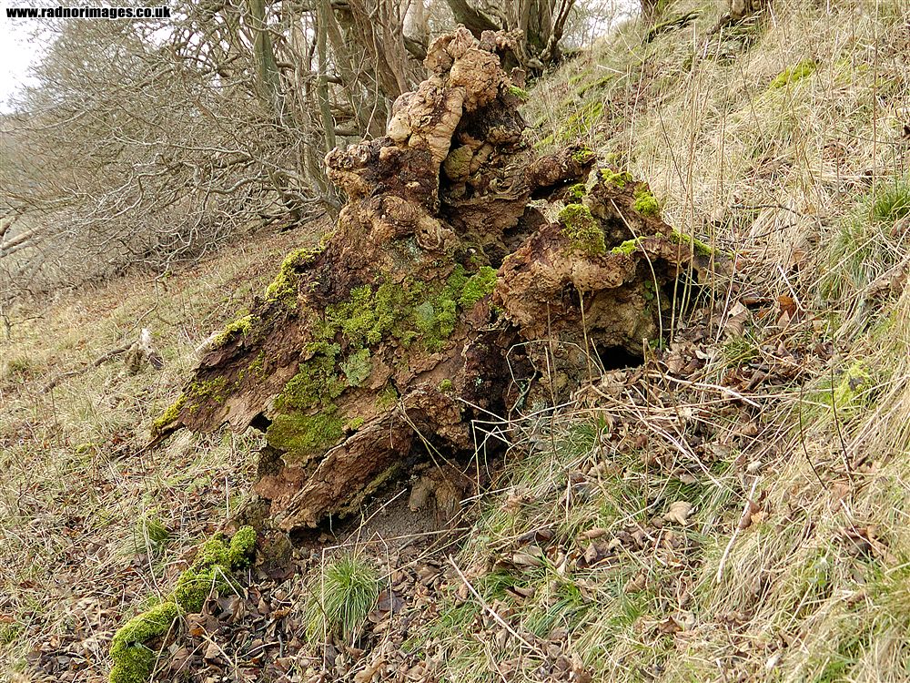 Cusop Hill