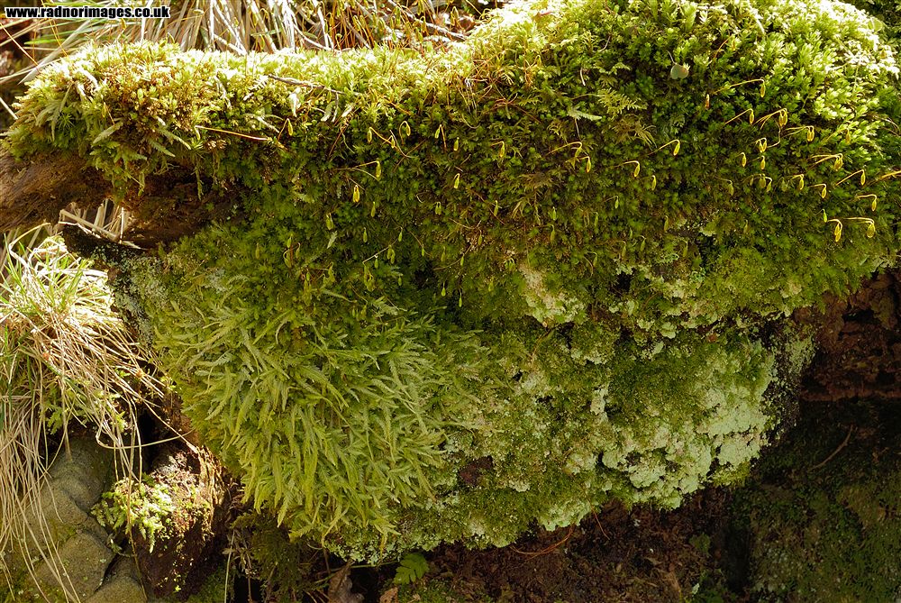 Cwm Cleisfer