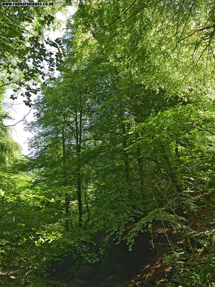 Cwm Clydach