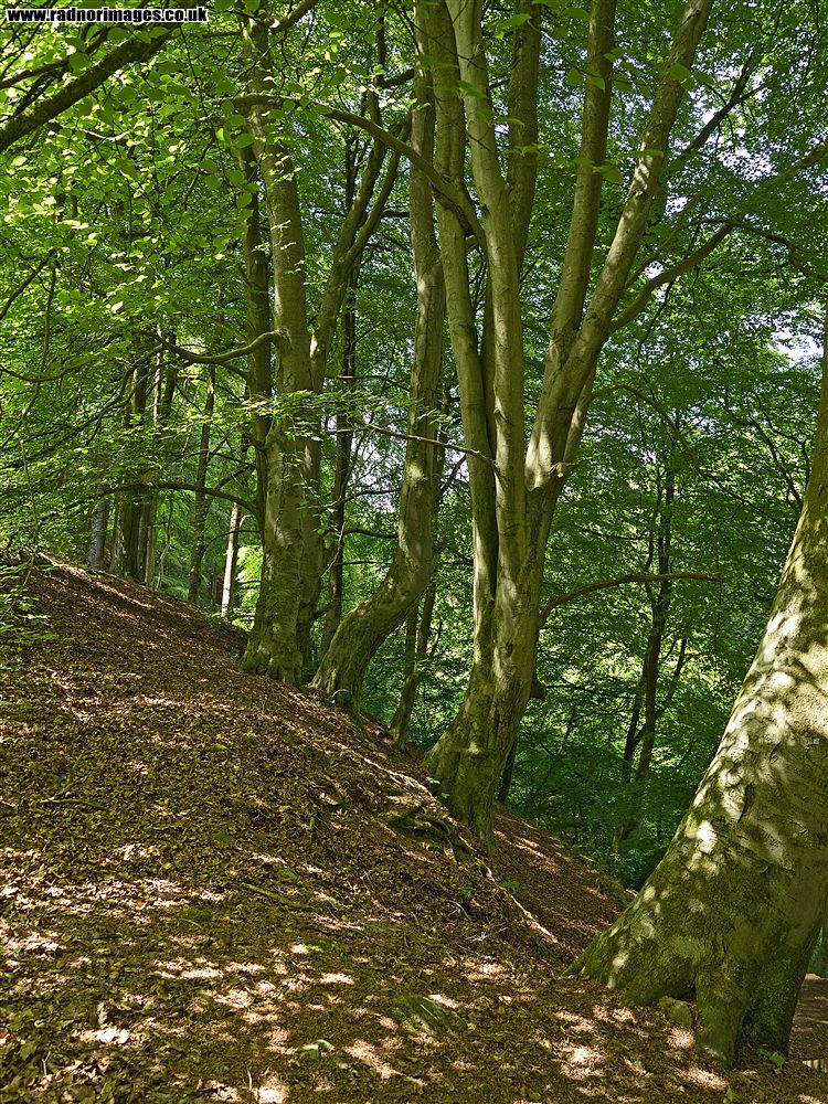 Cwm Clydach