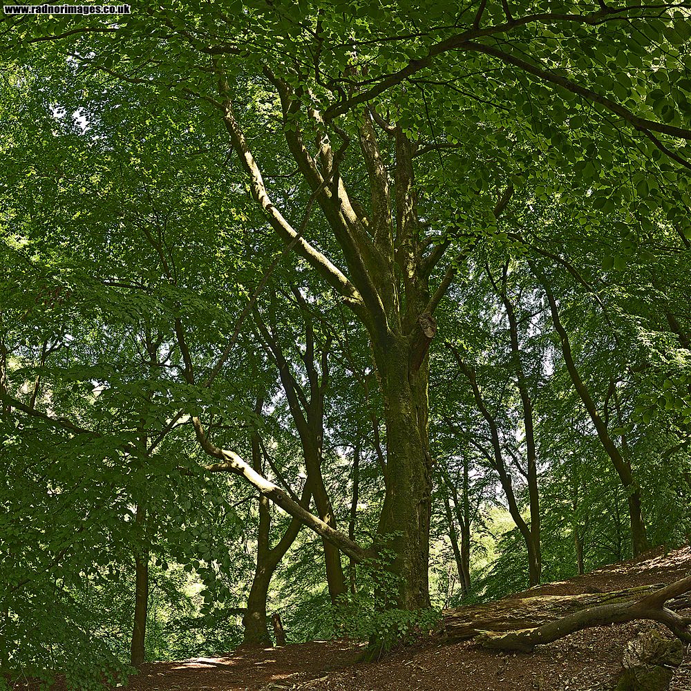 Cwm Clydach