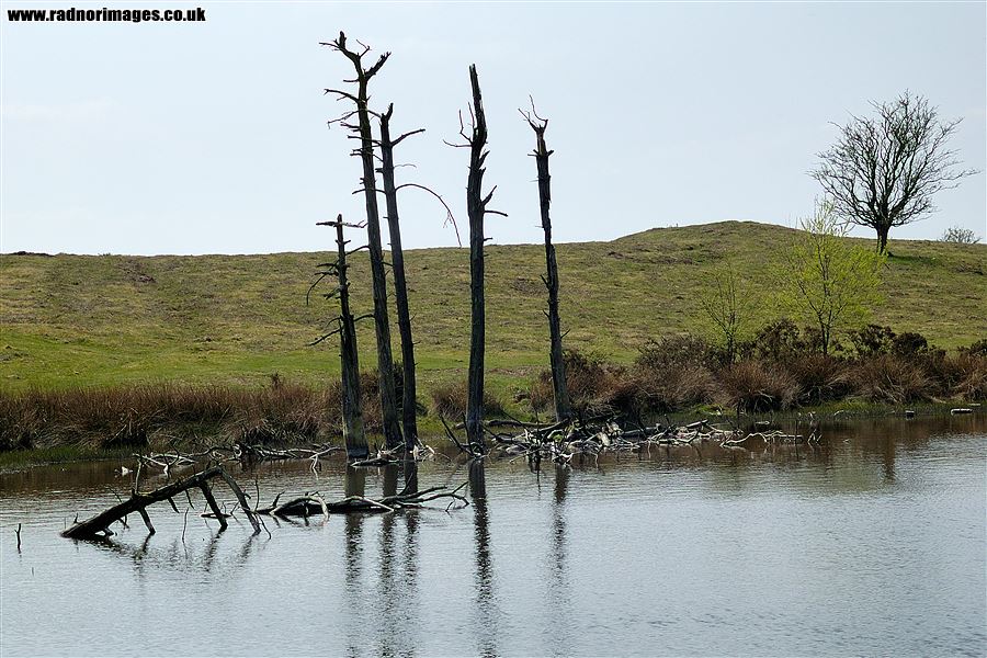Dead trees at the Begwns