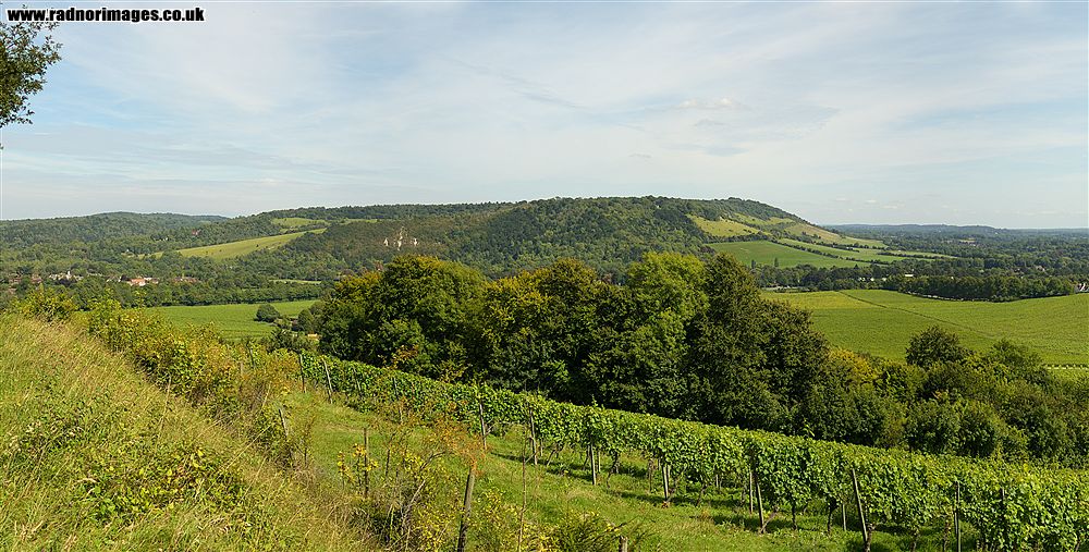 Dorking