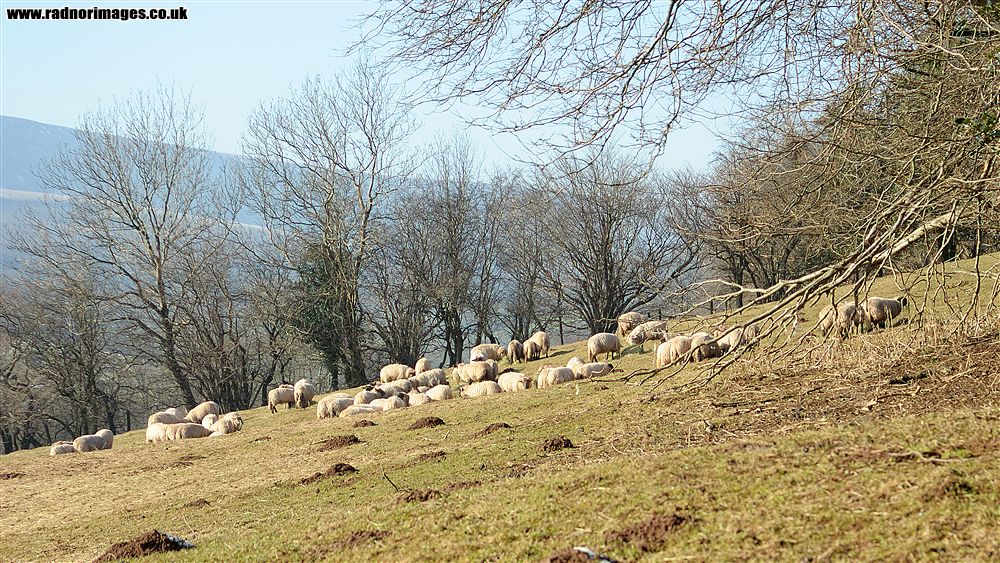 Dyffryn Ewias
