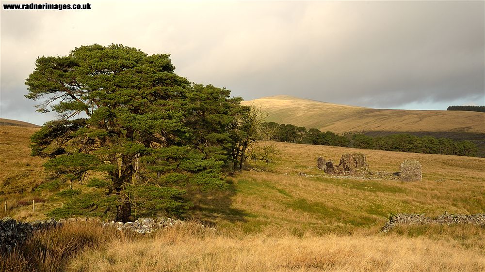 Fforest Fawr