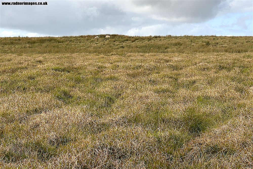 Fforest Fawr
