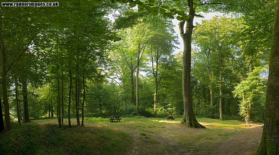 Foret Domaniale d'Hesdin