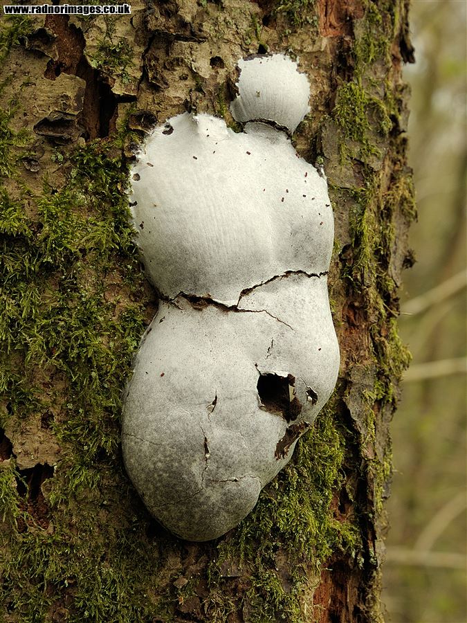 Fungus on Tree Trunk