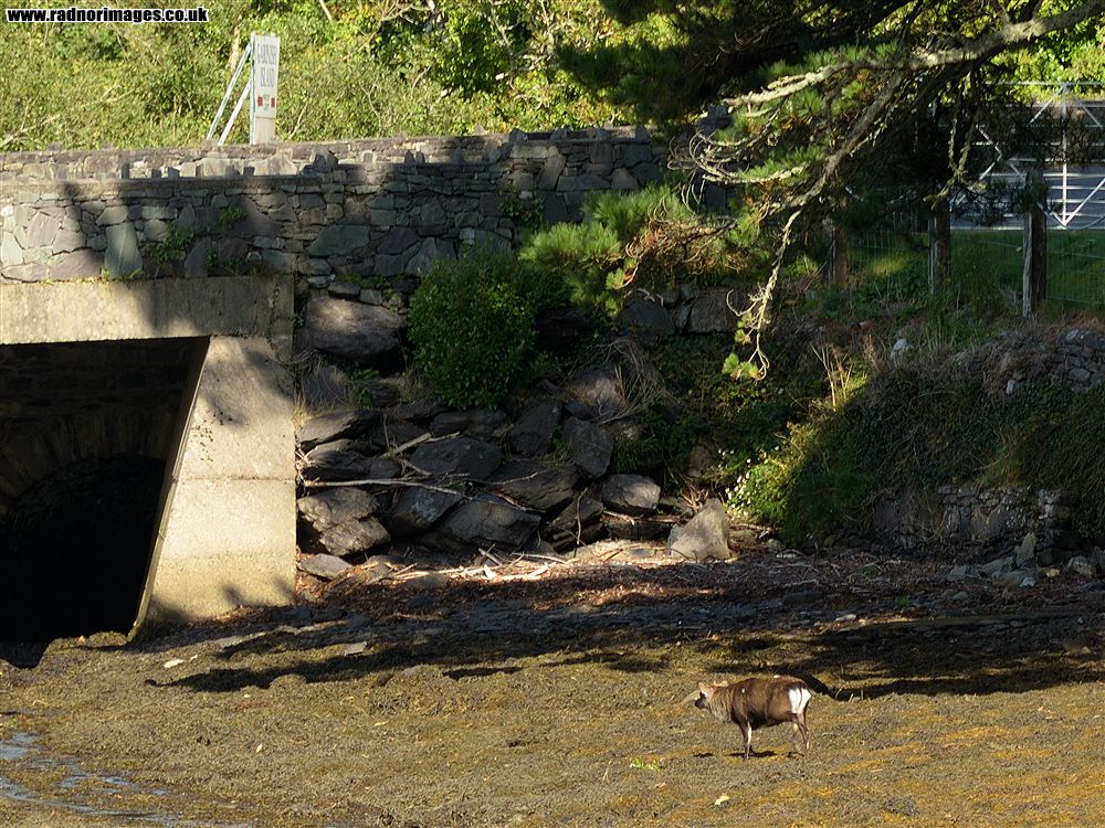 Glengarriff