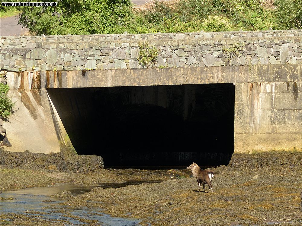 Glengarriff