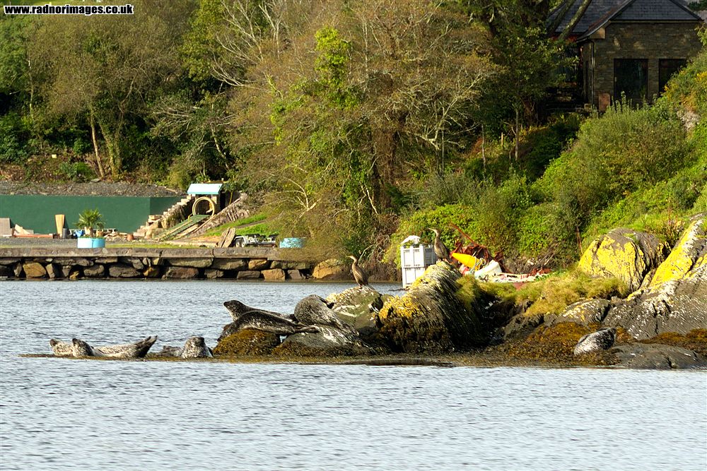 Glengarriff