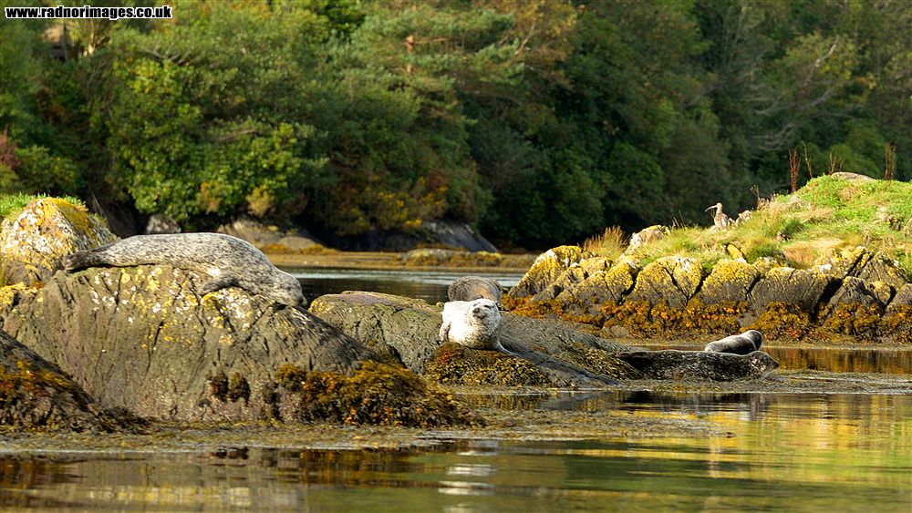 Glengarriff