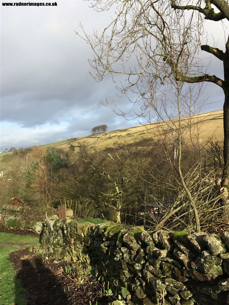 Hayfield