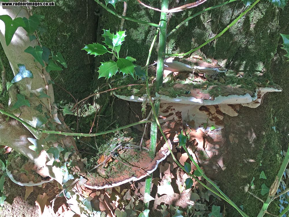 John F Kennedy Arboretum