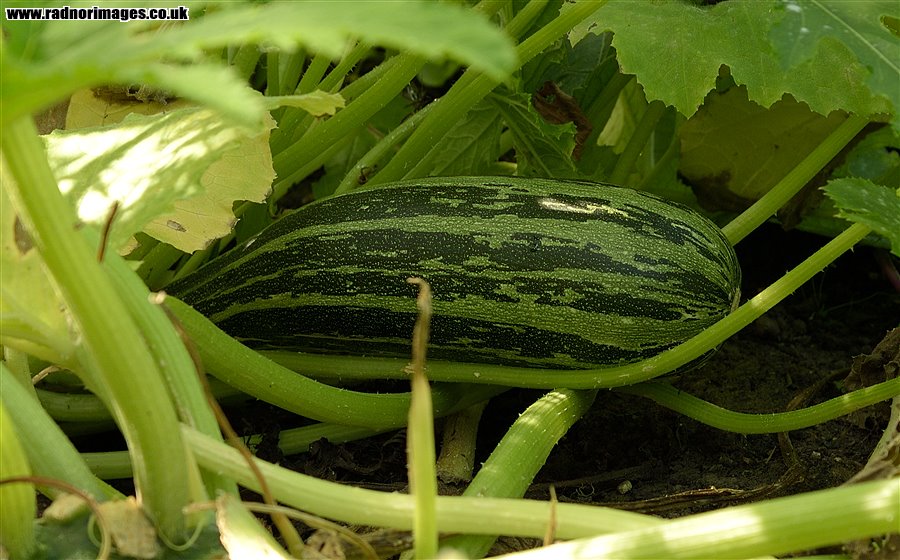 Large Courgette