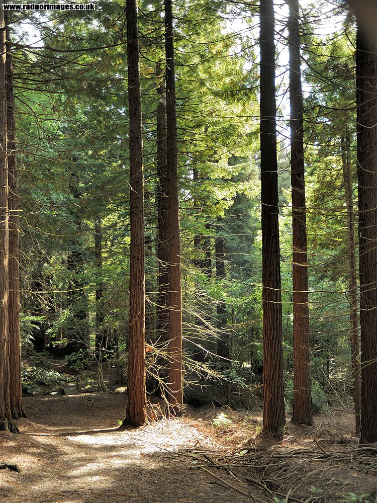 Leighton Arboretum