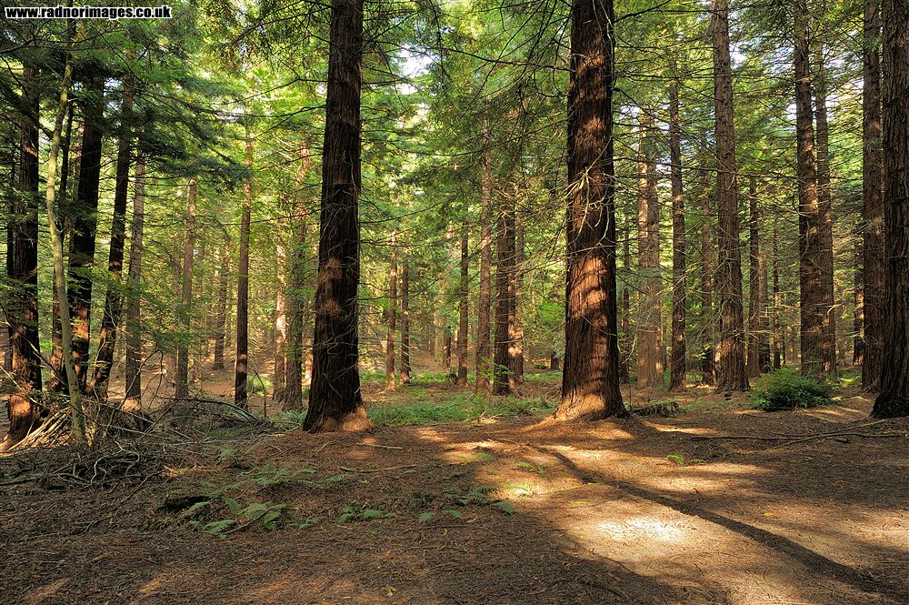 Leighton Arboretum